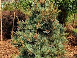 Japanese White Pine Eiko Nishiki