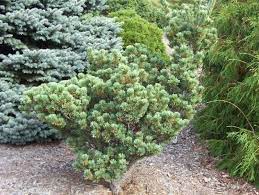 Japanese White Pine Glauca Nana