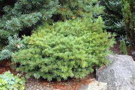 Japanese White Pine Hagarumo