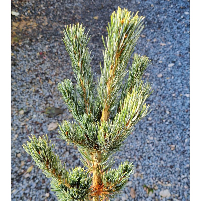 Japanese White Pine Hakko