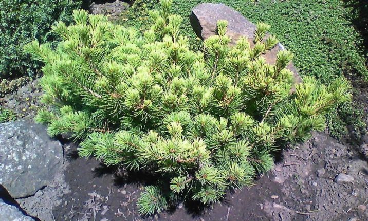 Japanese White Pine Kokuho