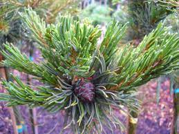 Japanese White Pine Shika-shima