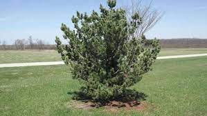 Japanese White Pine Shiobara-goyo