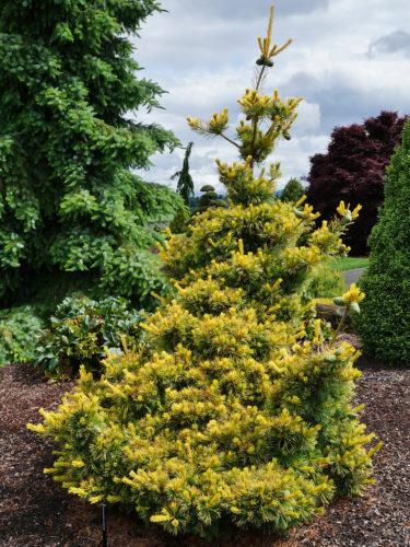 Japanese White Pine Tenysu-kazu