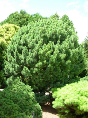 Eastern White Pine Brevifolia
