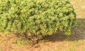 Eastern White Pine Doves Dwarf