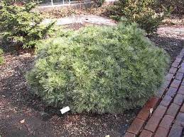 Eastern White Pine Paul Waxman