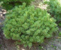Eastern White Pine Minuta