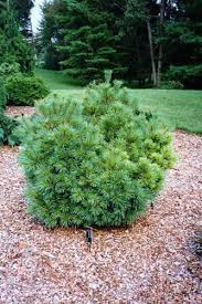 Eastern White Pine Nana