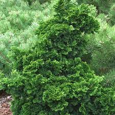 Hinoki False Cypress Dainty Doll