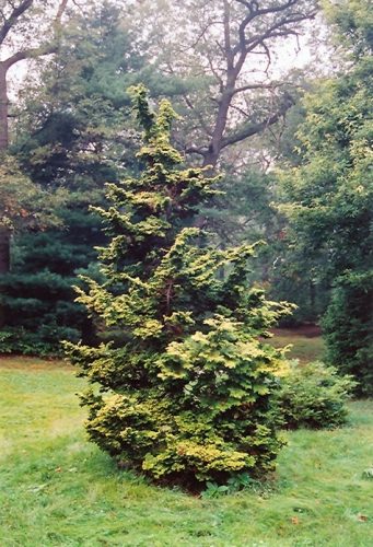 Hinoki False Cypress Gracilis Aurea