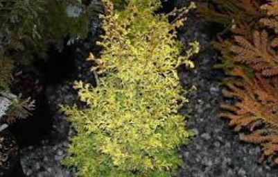 Hinoki False Cypress Kamaeni Hiba