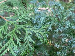 Sawara False Cypress, Boulevard Cypress, Blue Moss Cypress 'Squarrosa Minima'