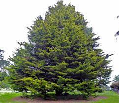 Monterey Cypress Lutea