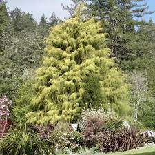 Cupressus, Monterey Cypress Saligna Aurea