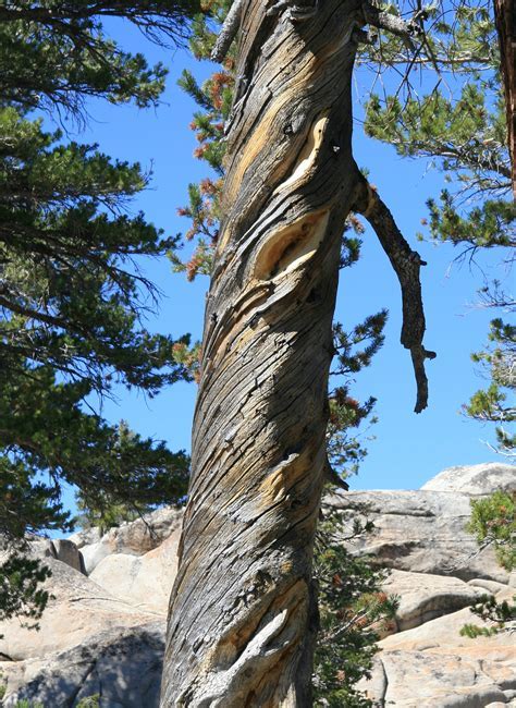 Chestnut Pine