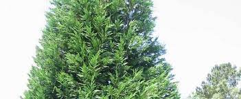 Cupressus, Leyland Cypress Picturesque