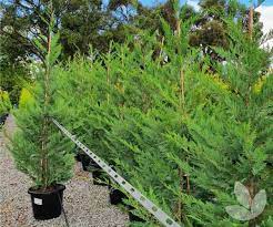 Cupressus, Leyland Cypress Leighton Green