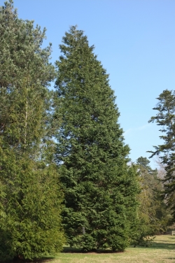 Cupressus, Ovens Cypress