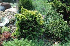 Hinoki False Cypress Elf