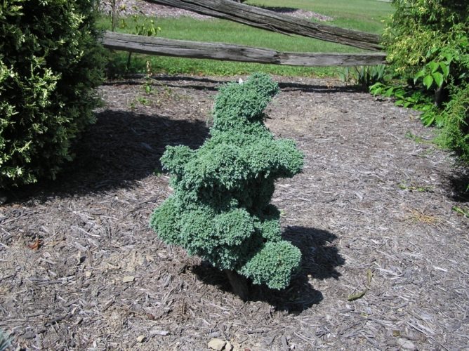 Sawara False Cypress, Boulevard Cypress, Blue Moss Cypress Monstrosa