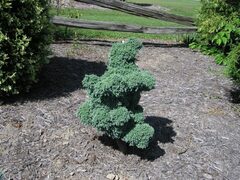 Sawara False Cypress, Boulevard Cypress, Blue Moss Cypress 'Monstrosa'