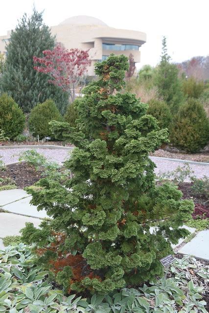 Hinoki False Cypress Pyramidalis