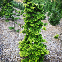 Hinoki False Cypress 'Well's Special'