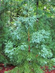 Japanese Cedar 'Tarheel Blue'