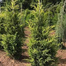 Chinese Juniper Macs Golden