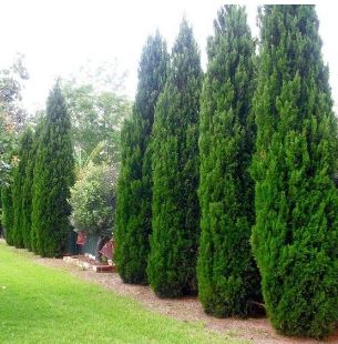 Chinese Juniper, Spartan Juniper Spartan