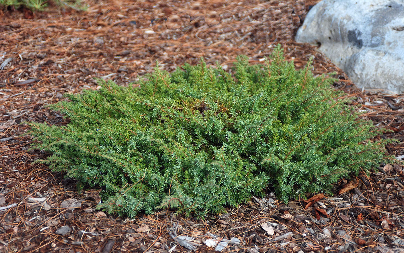 Common Juniper Green Carpet