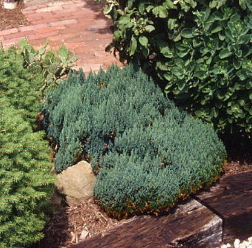 Savin Juniper Blue Forest