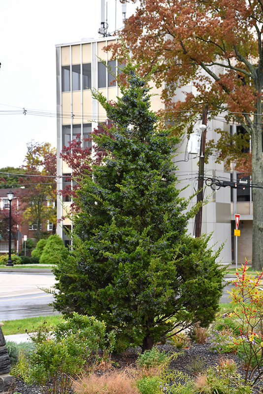 Red Cedar Juniper, Eastern Red Cedar Emerald Sentinel