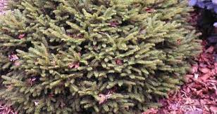 Dwarf Norway Spruce Goblin