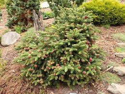 Greek Fir Meyers Dwarf