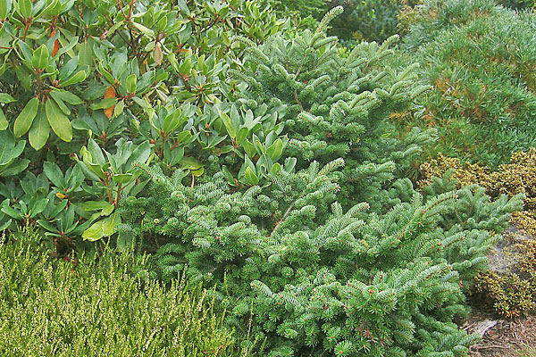 Korean Fir Starkers Dwarf