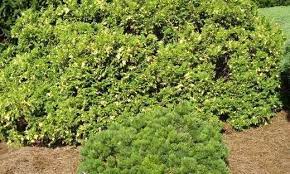 Sawara False Cypress, Boulevard Cypress, Blue Moss Cypress Compacta