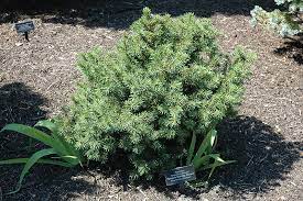 Norway Spruce Gregoryana