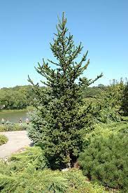 Norway Spruce Hillside Upright