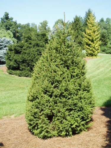 Norway Spruce Pyramidalis