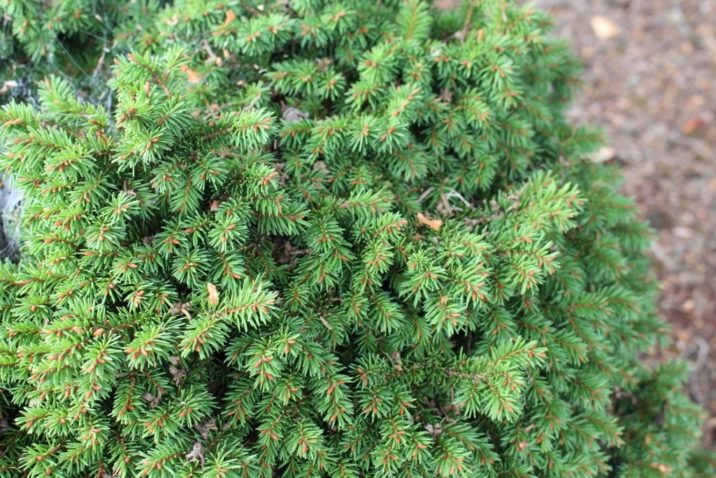Norway Spruce Wagnerii