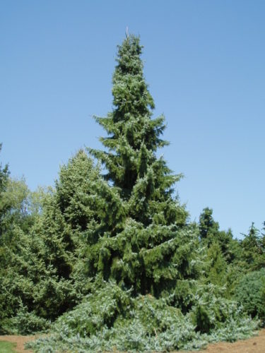Serbian Spruce Berliners Weeper