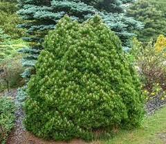 Bosnian Pine 'Smidtii'