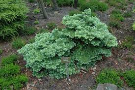 Japanese Larch Herynek WB