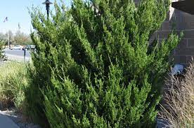 Chinese Juniper Spearmint