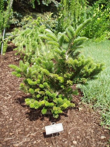 Korean Fir Silber Mavers