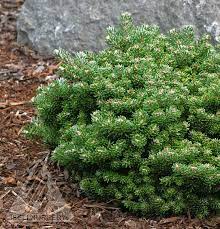 Korean Fir Silberperl