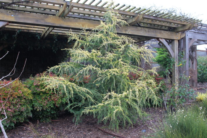 Deodar Cedar, Himalayan Cedar Gold Cascade