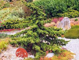 Lebanon Cedar, Cedar of Lebanon Green Prince